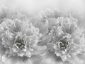 Floral white-black background. A bouquet of purple peonies flowers. Close-up. Flower composition. Royalty Free Stock Photo