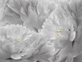 Floral white and black background. Flowers and petals of a white and black peonies close up. Royalty Free Stock Photo