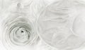 Floral white  and black  background.  White-black rose  flower.  Close-up.  Greeting card. Royalty Free Stock Photo