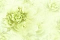 Floral white-green background. Peonies flowers close-up on a transparent halftone light red background. Greeting card. Royalty Free Stock Photo