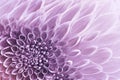 Floral white-pink background. Flowers dahlias close-up. Flowers composition. Royalty Free Stock Photo