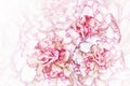 Floral white-pink background. Flowers of white-pink carnations. Close-up. Festive postcard. Royalty Free Stock Photo