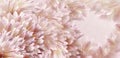 Floral  white-pink-red  beautiful background.  Flowers and petals of a white-red dahlia. Close-up. Flower composition. Greeting ca Royalty Free Stock Photo