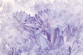Floral white-purple background. Dahlias flowers close-up on a white background. Petals of flowers. Greeting card. Royalty Free Stock Photo