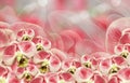 Floral white-red background. Bouquet of orchids. Flowers phalaenopsis on a red-white background bokeh. Greeting card. Royalty Free Stock Photo