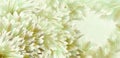 Floral  white-yellow-green beautiful background.  Flowers and petals of a white-red dahlia. Close-up. Flower composition. Greeting Royalty Free Stock Photo