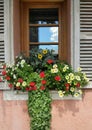 Floral window scene with wooden shutters and reflections Royalty Free Stock Photo