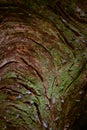 Floral wooden beautiful green moss texture closeup. Natural colo