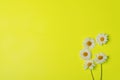 Floral yellow background with camomiles