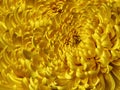 Floral yellow background. Flower blue chrysanthemum close-up. Chrysanthemum petals.