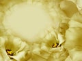 Floral yellow background. Flowers and petals of a yellow roses. Place for text. Close-up. Royalty Free Stock Photo