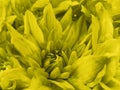 Floral yellow beautiful background of Chrysanthemums. Wallpapers of yellow flowers. Closeup,