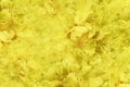 Floral yellow beautiful background. Wallpapers of flowers yellow peony. Flower composition. Close-up.