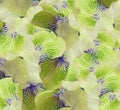 Floral yellow-green beautiful background.  Flower composition.  flowers irises  closeup. Royalty Free Stock Photo