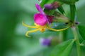 A floral yellow spider