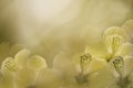 Floral yellow-white background from a Hibiscus. Flowers composition. Chinese rose flowers on a sunny background.