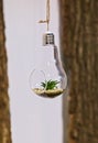 Florarium. Close-up of a mini succulent arrangement in a light bulb hanging on a rope