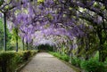 Beautiful purple wisteria in bloom. blooming wisteria tunnel at Bardini garden near Piazzale Michelangelo in Royalty Free Stock Photo