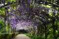 Beautiful purple wisteria in bloom. blooming wisteria tunnel at Bardini garden near Piazzale Michelangelo in Royalty Free Stock Photo