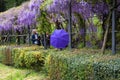 Florence, April 2021: Beautiful Wisteria in Bloom. Tourists at Wisteria Tunnel in a garden near Michelangelo square in Florence, Royalty Free Stock Photo