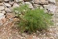 Florence fennel against stone wall, outside garden Royalty Free Stock Photo