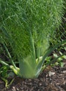 Florence Fennel on an Allotment Royalty Free Stock Photo