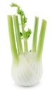 Florence fennel bulb. Royalty Free Stock Photo