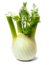 Florence fennel bulb on white Royalty Free Stock Photo