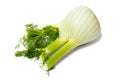 Florence fennel bulb on white Royalty Free Stock Photo