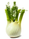 Florence fennel bulb on white