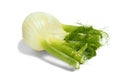 Florence fennel bulb on white Royalty Free Stock Photo