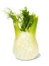 Florence fennel bulb on white Royalty Free Stock Photo