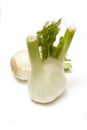 Florence Fennel bulbs Royalty Free Stock Photo