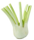 Florence fennel bulbs Royalty Free Stock Photo