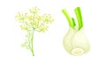 Florence fennel or finocchio flowering herbal plant and bulbs set vector illustration