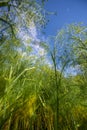 Florence fennel - foeniculum vulgare Royalty Free Stock Photo