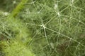 Florence fennel leafs macro. selectove focus Royalty Free Stock Photo