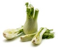 Florence fennel isolated Royalty Free Stock Photo