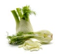 Florence fennel isolated