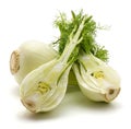 Florence fennel isolated