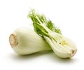 Florence fennel isolated