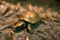 Florence, Italy - 23 April, 2018: a turtle on the Fontana del Porcellino