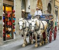 Carriage drawn by two Percheron horses in Florence, Italy Royalty Free Stock Photo