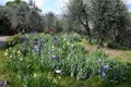 Florence, May 2021: spectacular blooming irises in the beautiful Iris Garden located in Piazzale Michelangelo in the city of Royalty Free Stock Photo