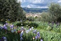 Florence, May 2021: spectacular blooming irises in the beautiful Iris Garden located in Piazzale Michelangelo in the city of Royalty Free Stock Photo