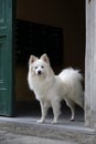 Florentine spitz (Volpino italiano) dog.
