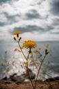 Flores amarillas con mar de fondo Royalty Free Stock Photo