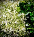 Flores blancas Royalty Free Stock Photo