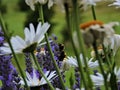 Macro Lawanda flowers