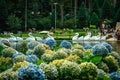 Flores Hortencia on the beautiful Lago Negro in Gramado Brazil Royalty Free Stock Photo